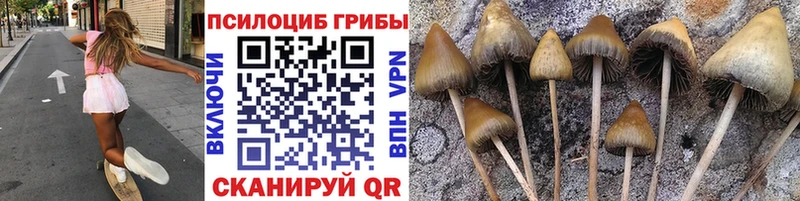 Галлюциногенные грибы Psilocybe  купить наркотики сайты  Кола 